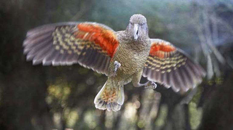 Kea Hi Res