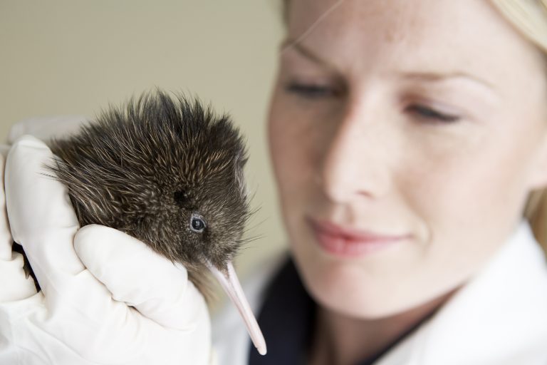 Kiwi chick