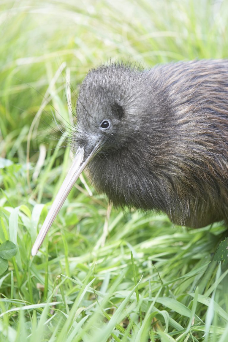 Kiwi - hi res (2)